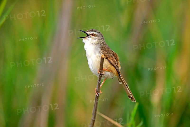 Tawny-flanked prinia (Prinia subflava)