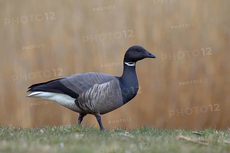 Brant Goose (Branta bernicla) stands in a meadow
