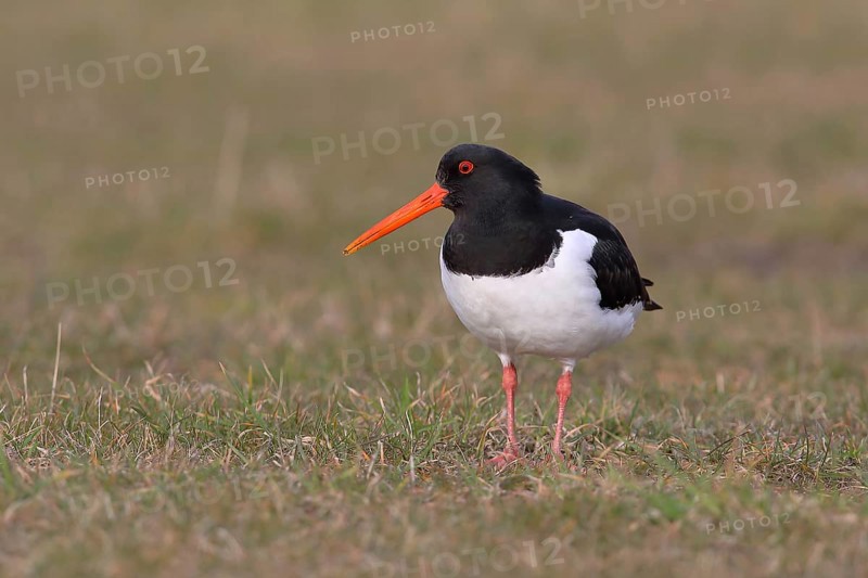 Eurasian oystercatcher (Haematopus ostralegus) stands in a meadow