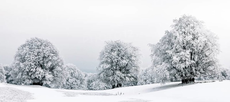 Winter landscpae