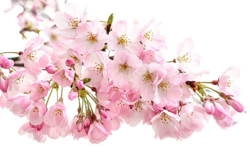 Japanese Cherry Blossom (Prunus x yedoensis)
