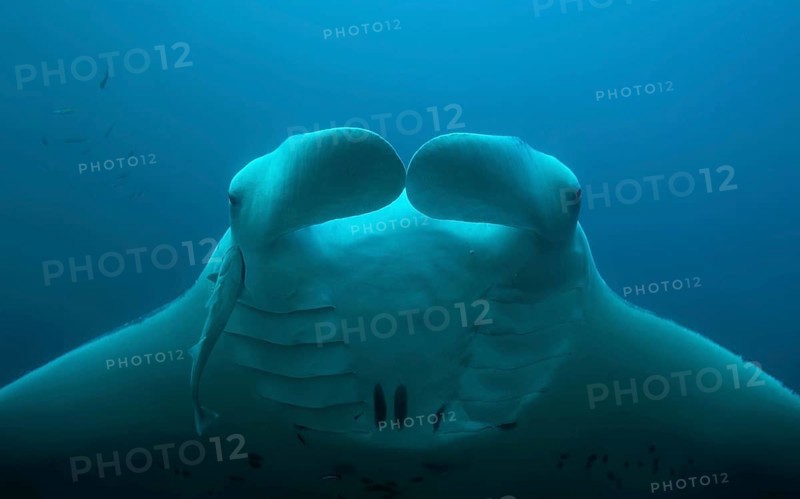 Animal portrait of the Reef Manta Ray (Mobula alfredi) swimming in the blue water