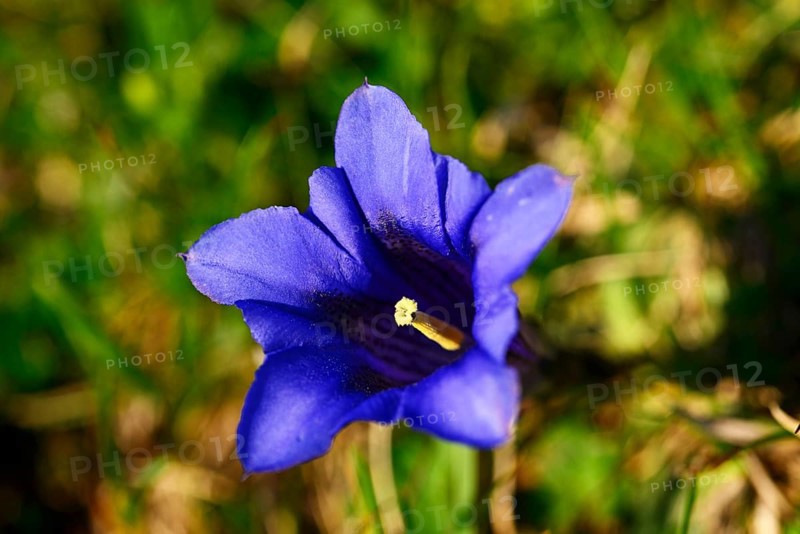 Clusius gentian (Gentiana clusii)