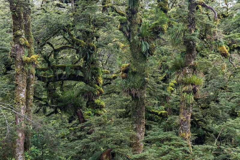 Mossy and grassy trees
