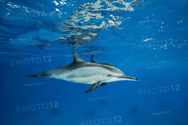 Spinner Dolphin (Stenella longirostris) swims in the blue water reflecting off the surface
