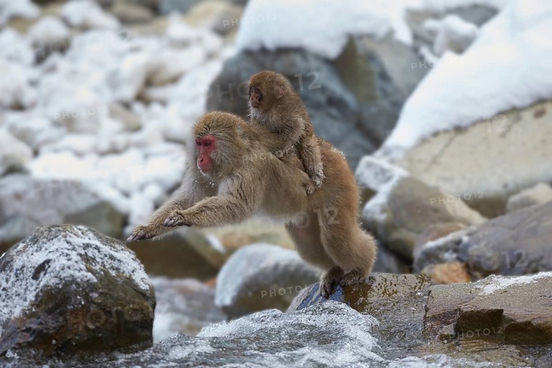 Jumping Japanese macaque (Macaca fuscata) crossing the river