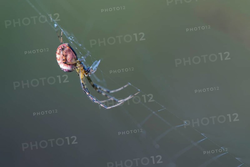 Longjawed orbweaver (Meta segmentata) in the spider web
