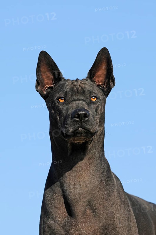 Thai Ridgeback