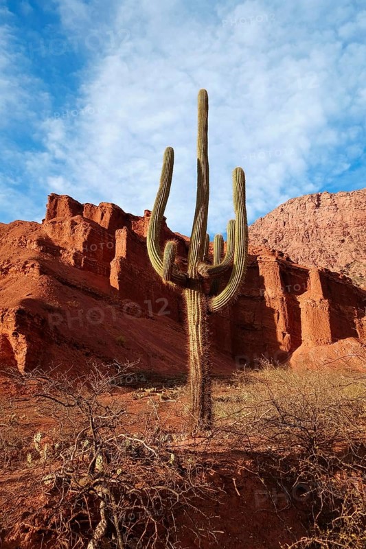 Cactus (Echinopsis atacamensis) in front of red rocks in canyon Quebrada de las Conchas