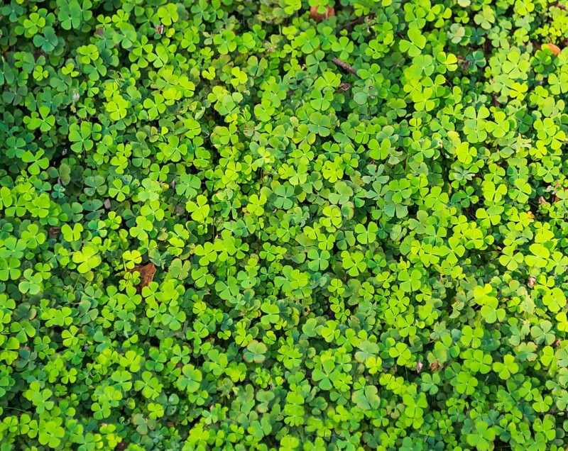 Clover with four leaves in a meadow