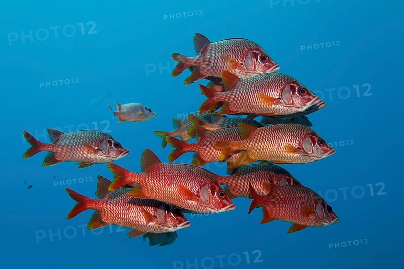 Swarm Sabre squirrelfishes (Sargocentron spiniferum)