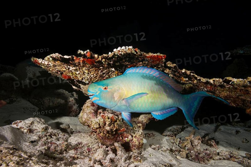Bullethead Parrotfish (Chlorurus sordidus)