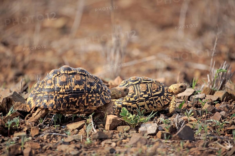 Leopard tortoises (Testudo pardalis)