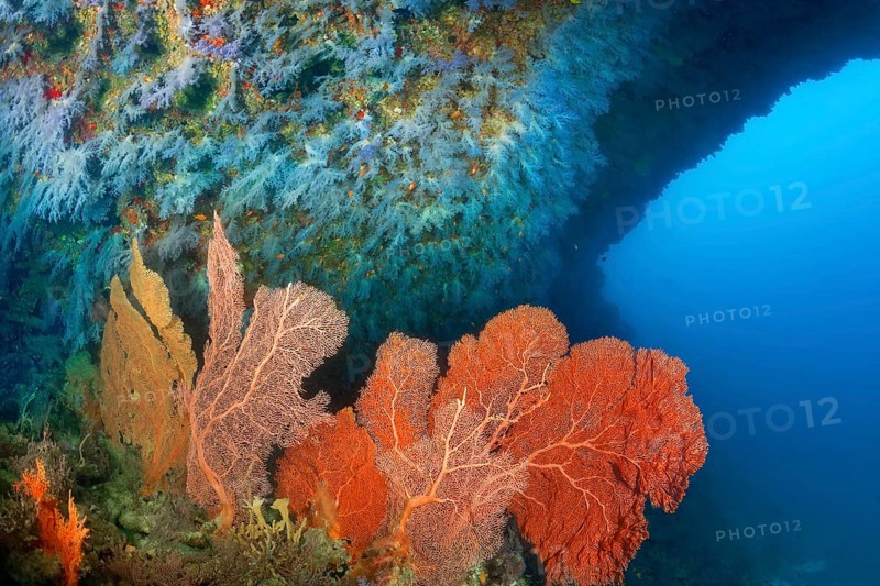 Big coral reef overhang