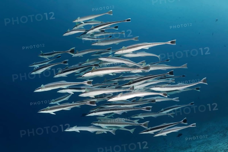 Fish swarm Live sharksucker (Echeneis naucrates)