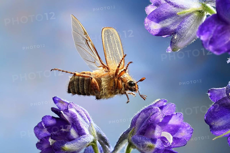 European June beetle (Amphimallon solstitiale)