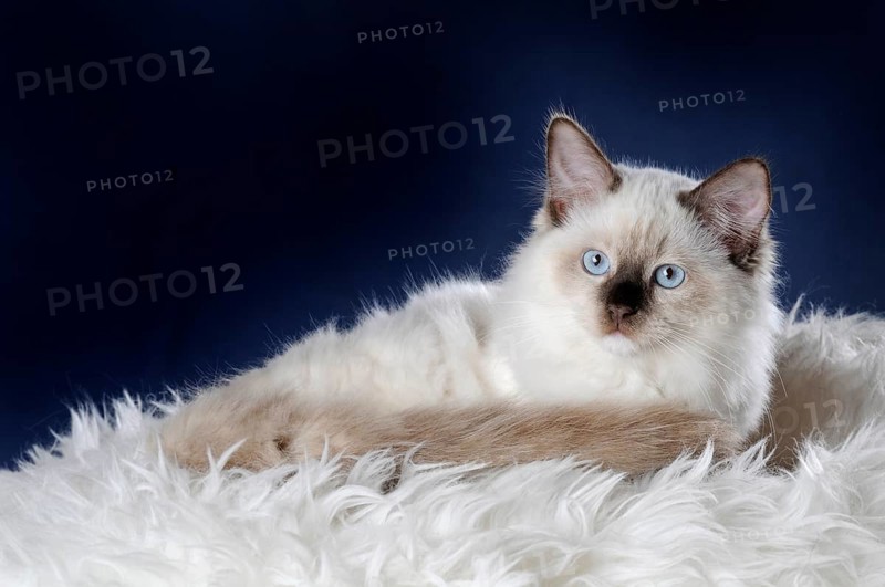 Ragdoll