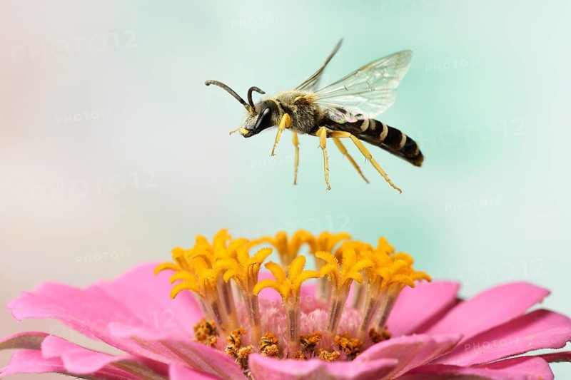Sweat Bee (Halictus scabiosae)