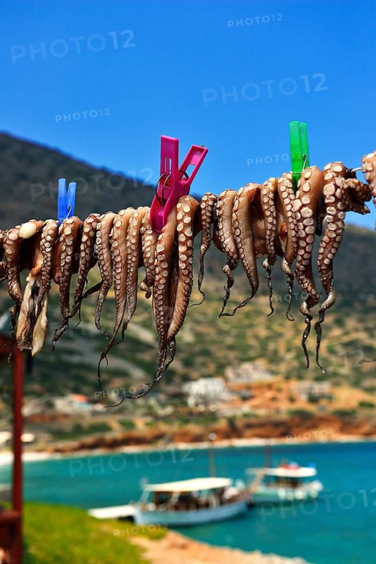 Hanged octopus dries on leash