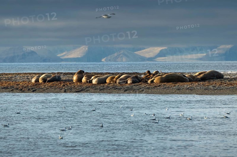 Walruses (Odobenus rosmarus)