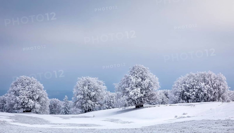 Winter landscape with frozen trees