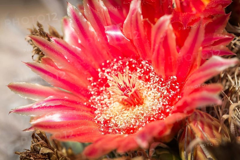 Red flower of Fishhook Barrel Cactus (Ferocactus wislizeni)