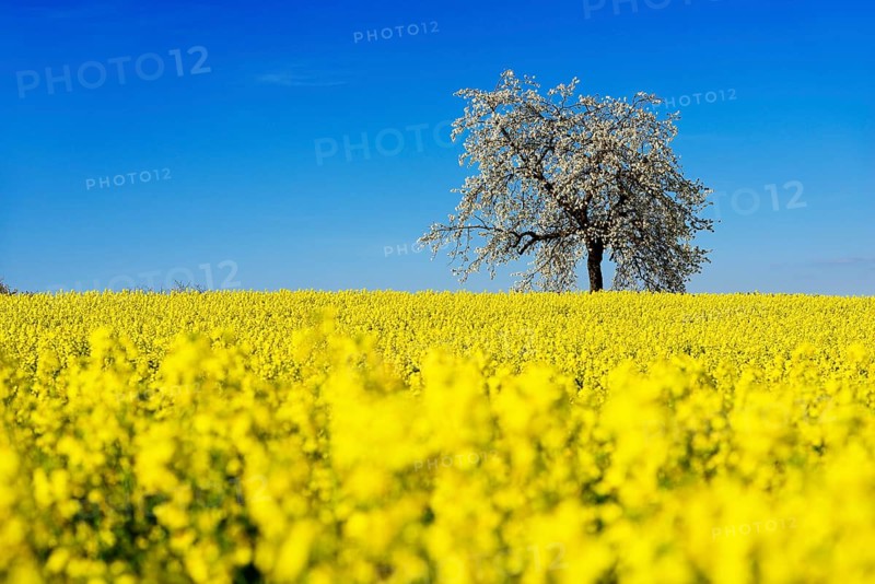 Rapeseed fields and blossoming cherry trees near Stucht