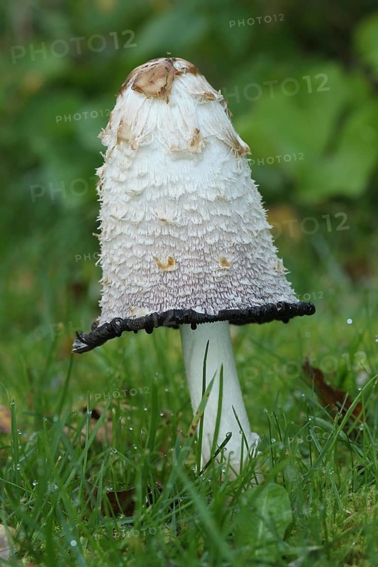 Shaggy ink cap (Coprinus comatus) begins to disintegrate from below