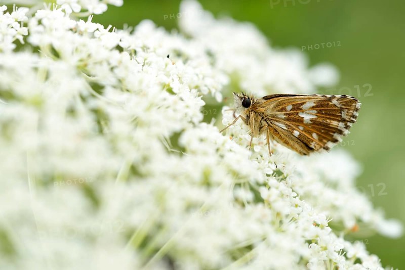 Grizzled Skipper (Pyrgus malvae)