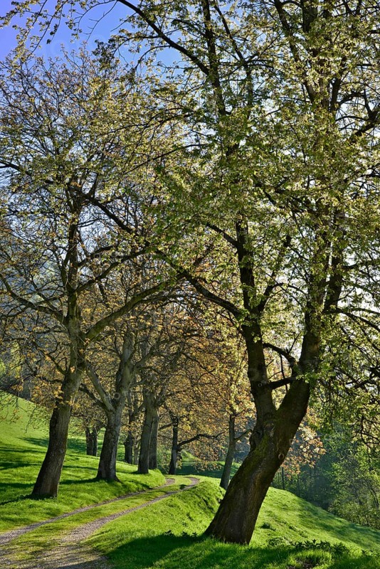 Nut tree alley in spring at Tratzberg Castle