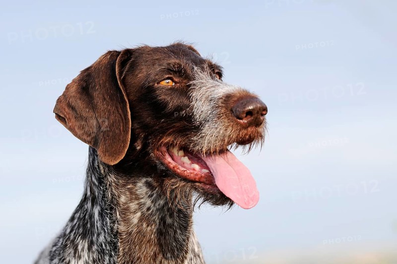German Wirehaired Pointer