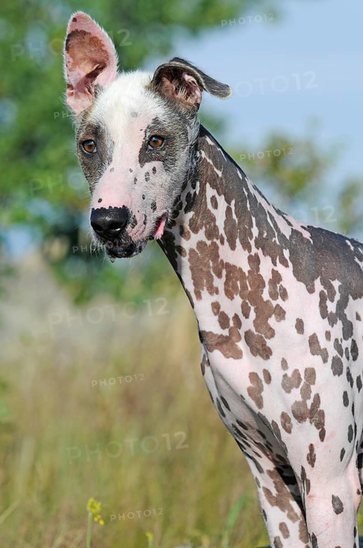 Peruvian naked dog