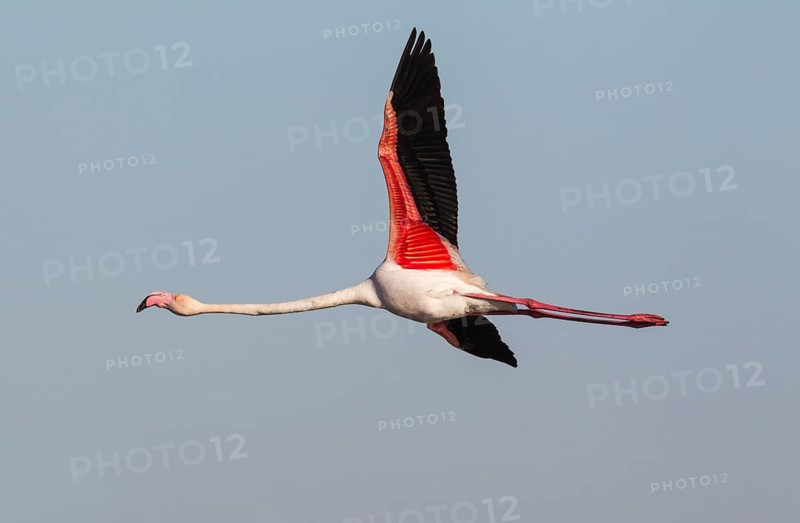 Greater Flamingo (Phoenicopterus roseus)