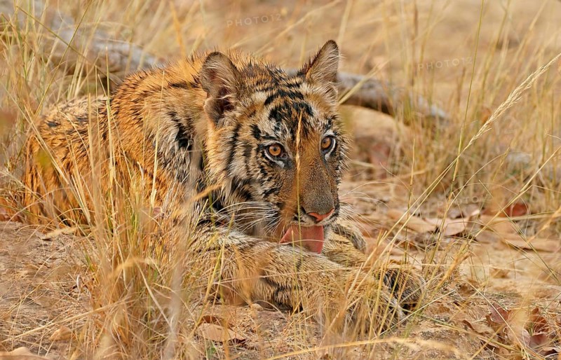 Bengal tiger (Panthera tigris tigris)