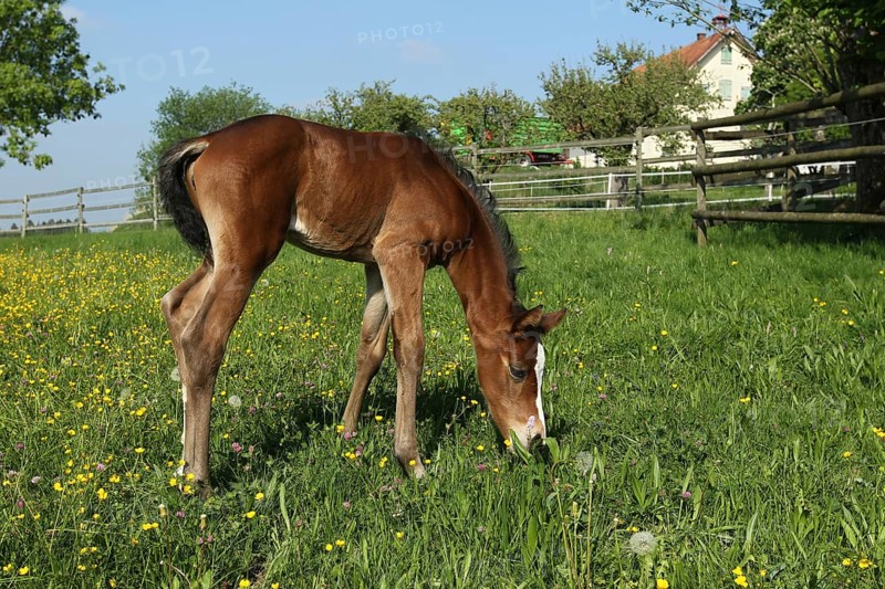 Six day old foal