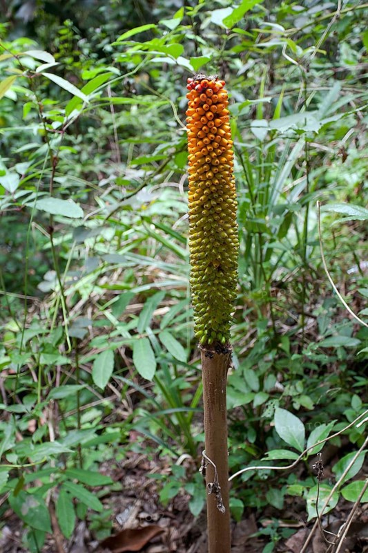 Titan arum (Amorphophallus Titanum)