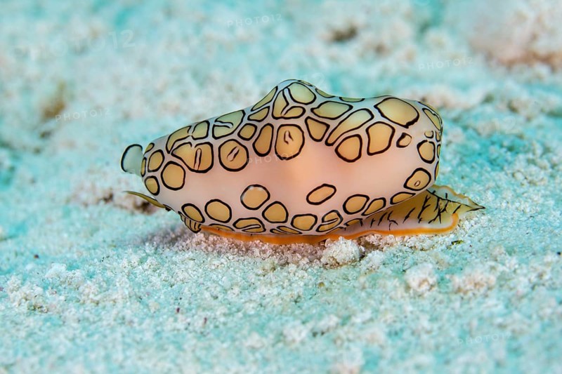 Flamingo tongue snail (Cyphoma gibbosum)