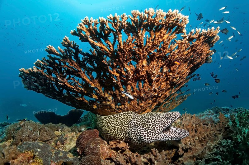 Laced moray (Gymnothorax favagineus)