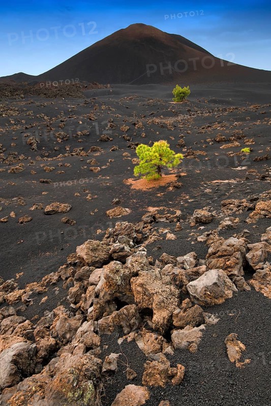 Canary Island pines (Pinus canariensis) in black lava sand