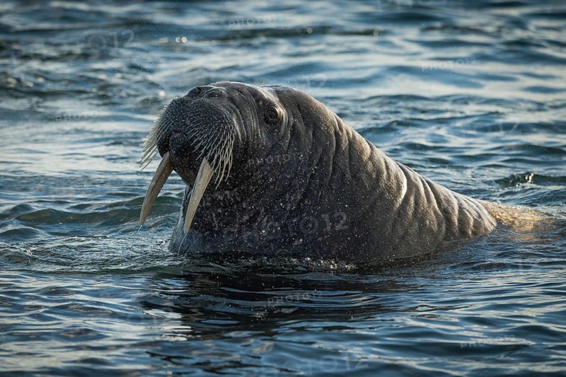 Walrus (Odobenus rosmarus)