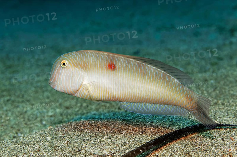 Pearly razorfish (Xyrichtys novacula)