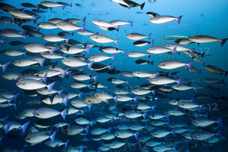 Swarm blue unicorn (Naso caeruleacauda) swimming in the open sea