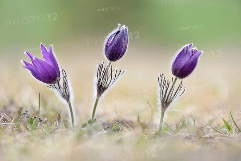 Common pasque flowers (Pulsatilla vulgaris)