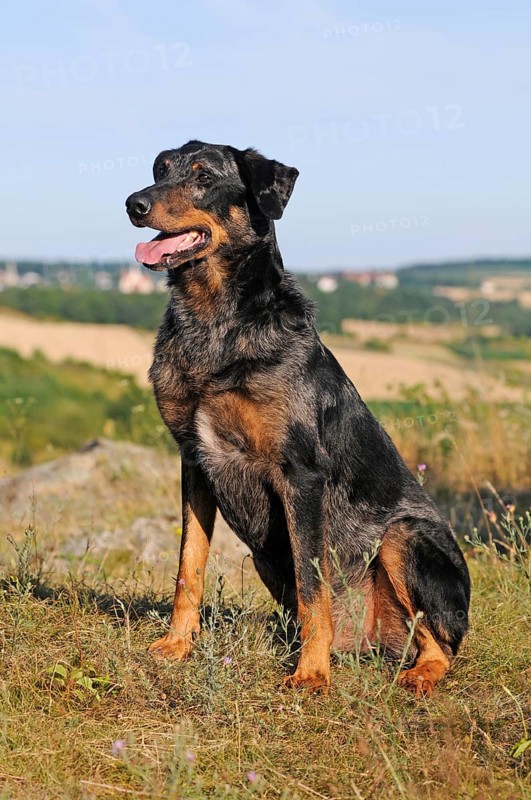 Harlequin Beauceron
