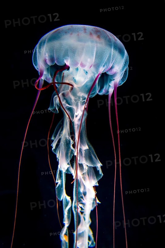 Illuminated purple-striped jellyfish (Chrysaora colorata)