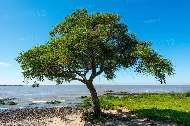Coral tree (Erythrina)
