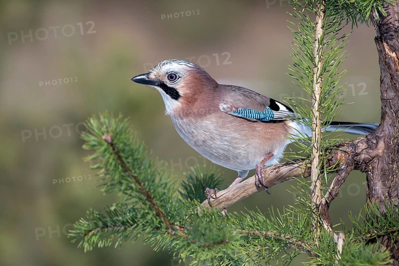 Eurasian jay (Garrulus glandarius) sits on a branch in Pine (Pinus)