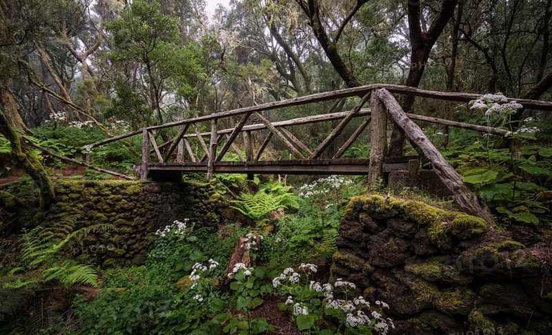 Footpath with wooden bridge in cloud forest