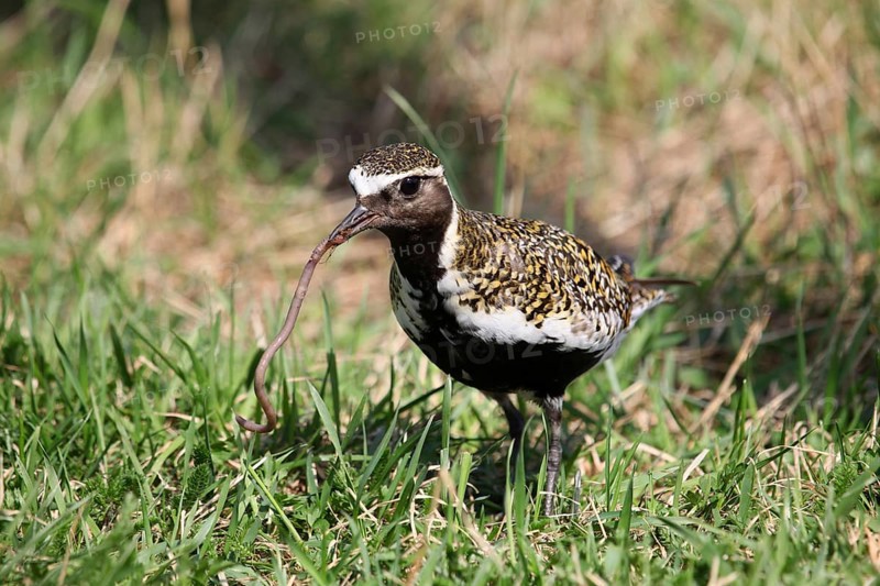 European golden plover (Pluvialis apricaria) with captured Earthworm (Lumbricus terrestris)