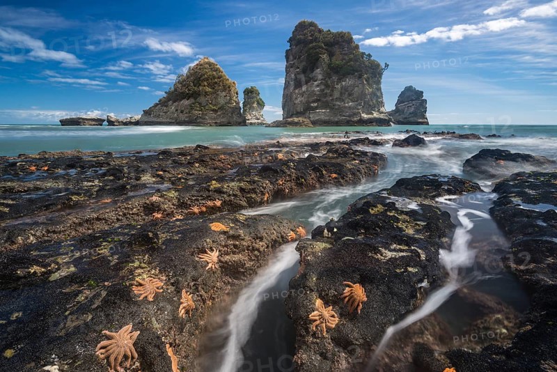 Starfishes on rocky coast